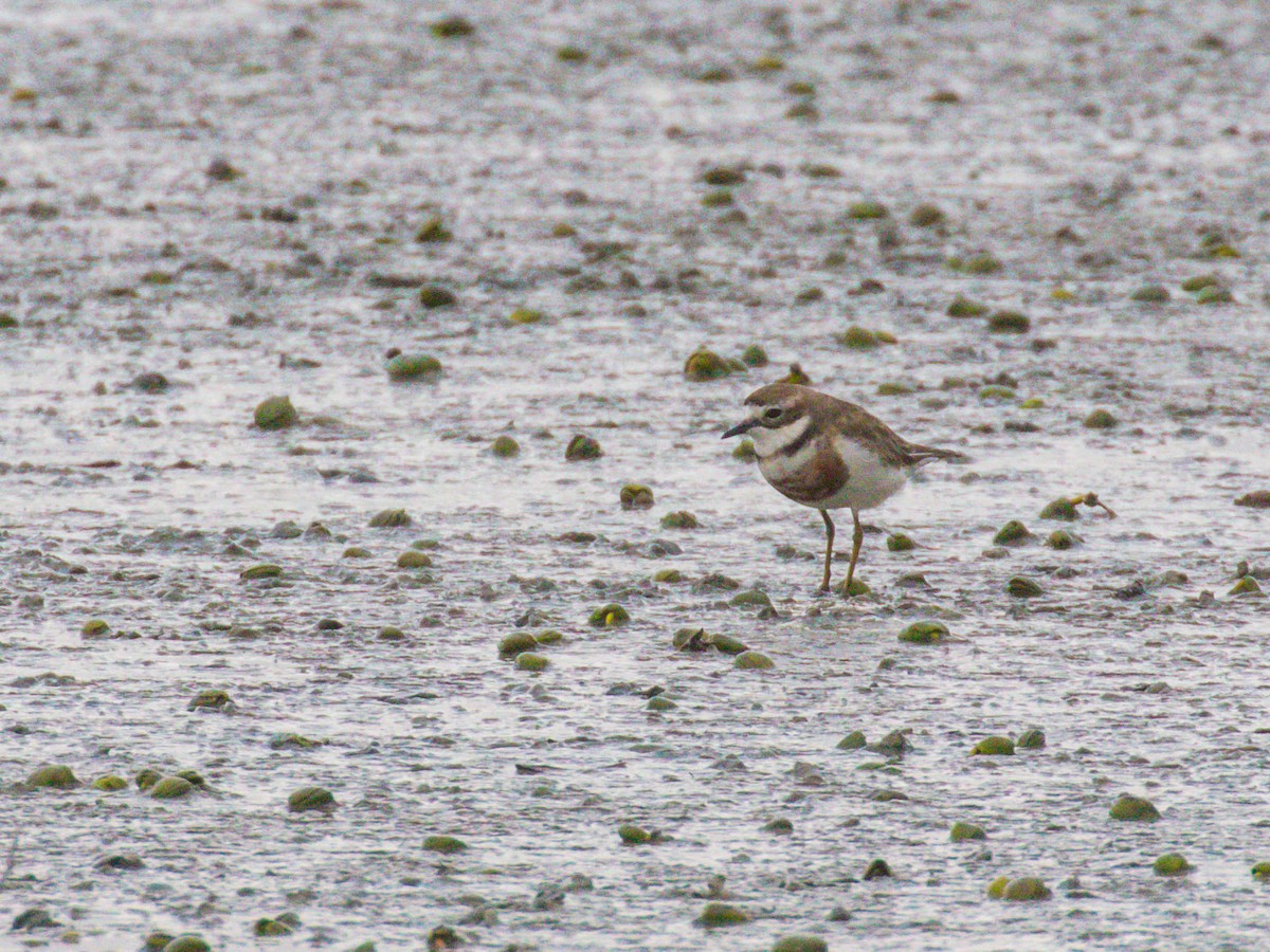 Double-banded Plover - ML608912955