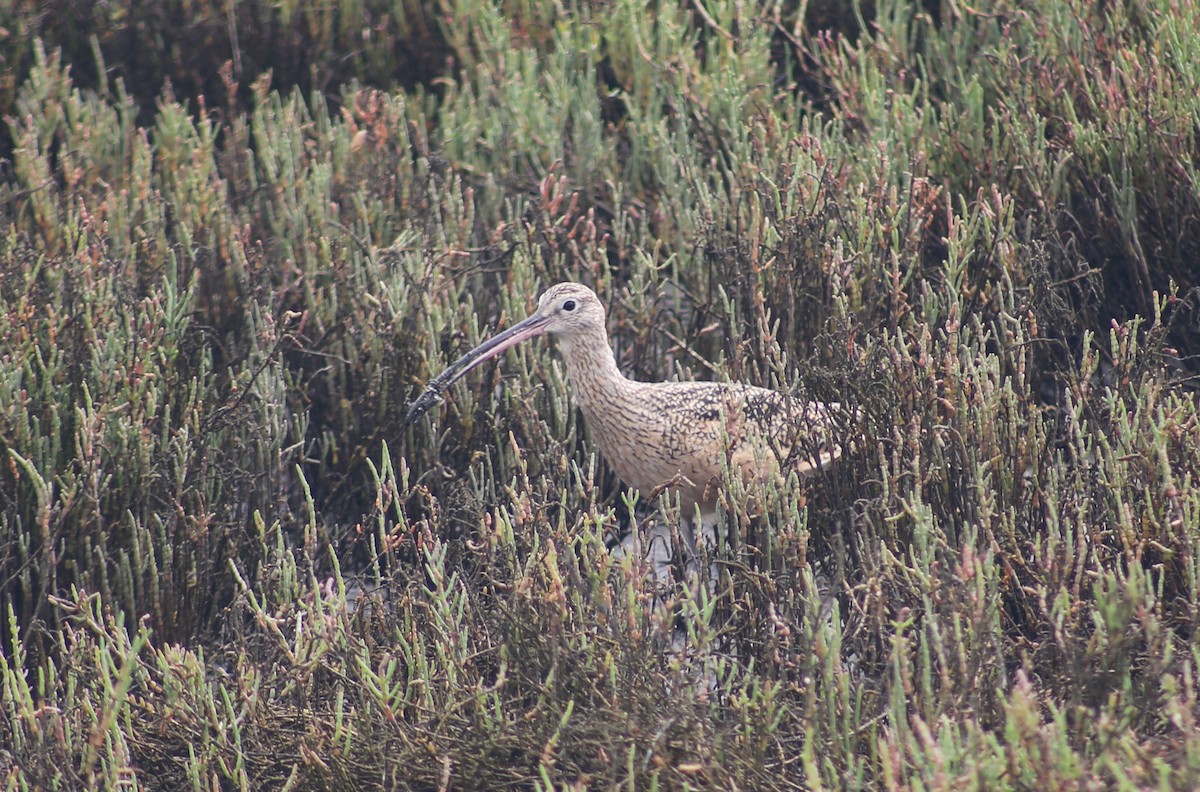 Long-billed Curlew - ML608913077