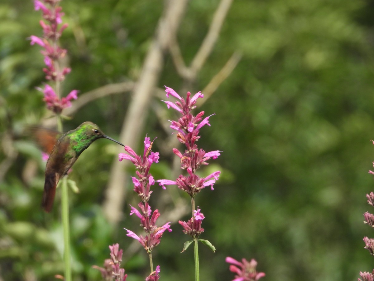 Berylline Hummingbird (Northern) - ML608913364
