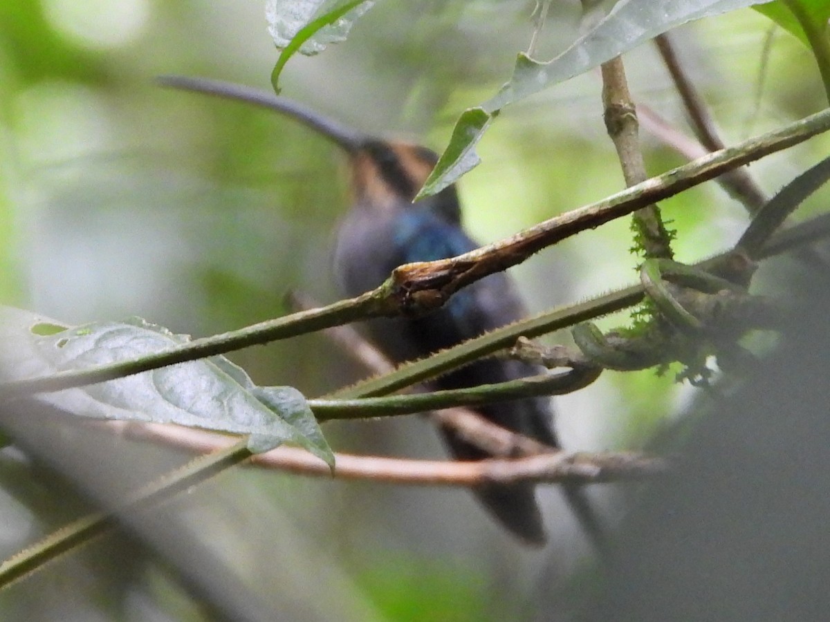kolibřík šedobřichý - ML608913845