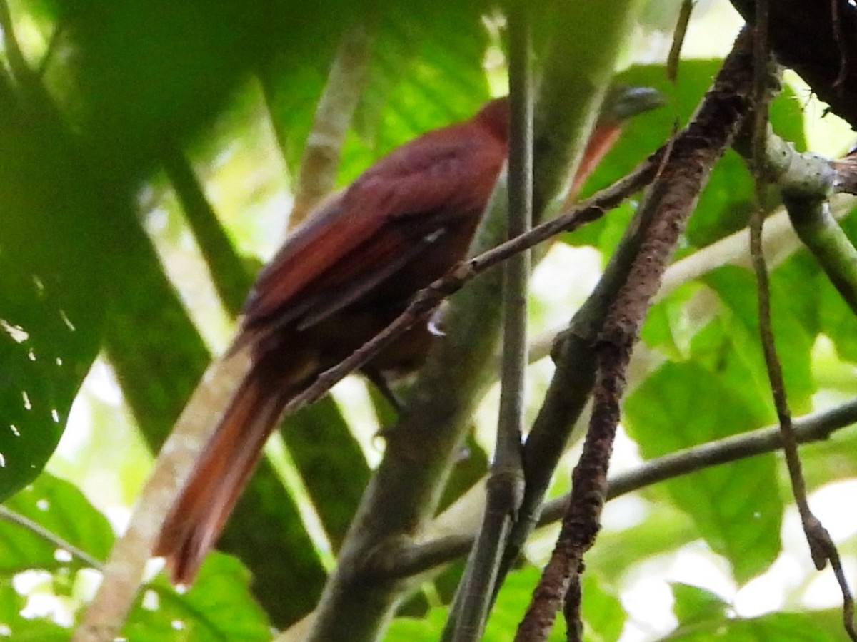 Red-crowned Ant-Tanager - ML608913892