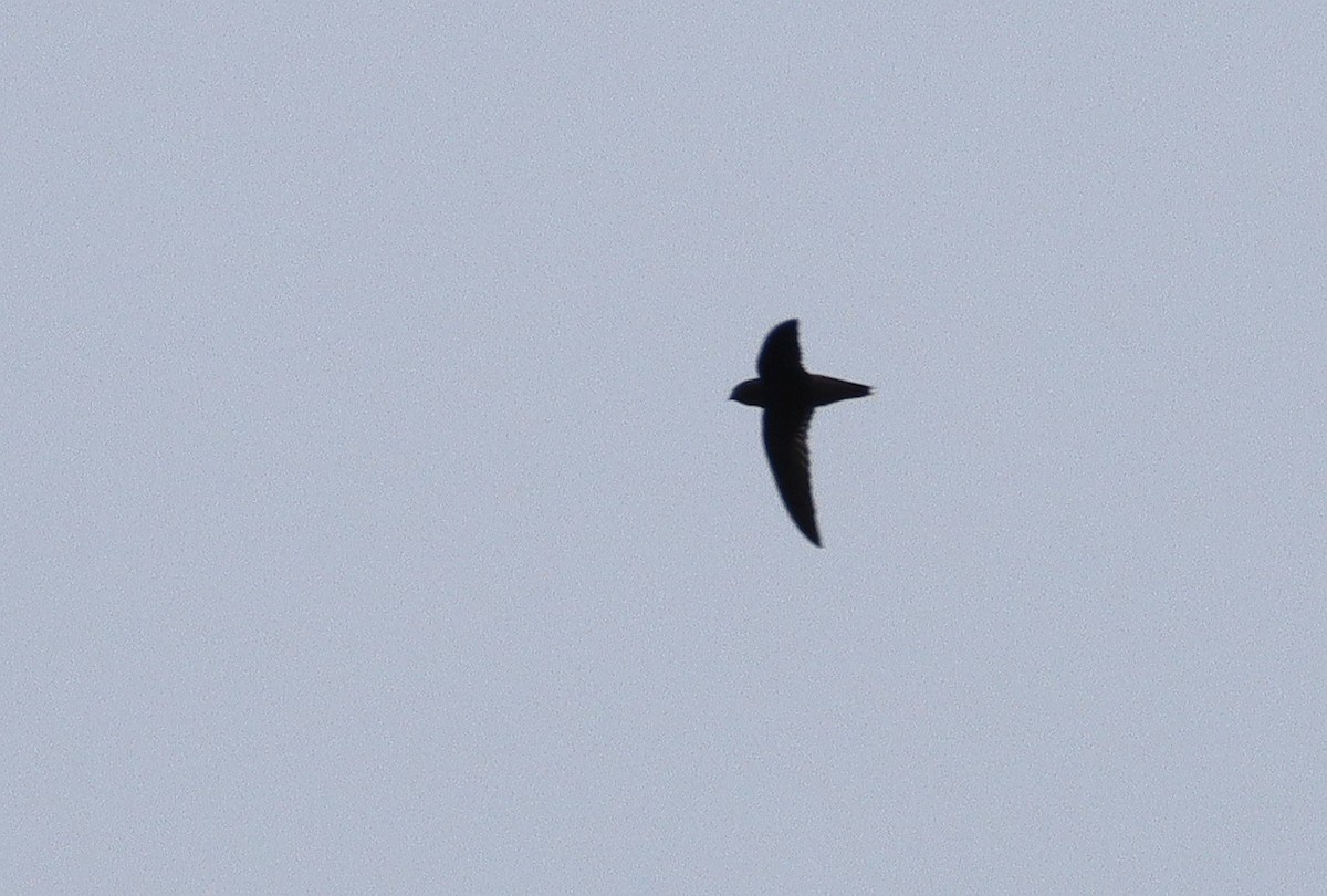 Chimney/Vaux's Swift - ML608914091