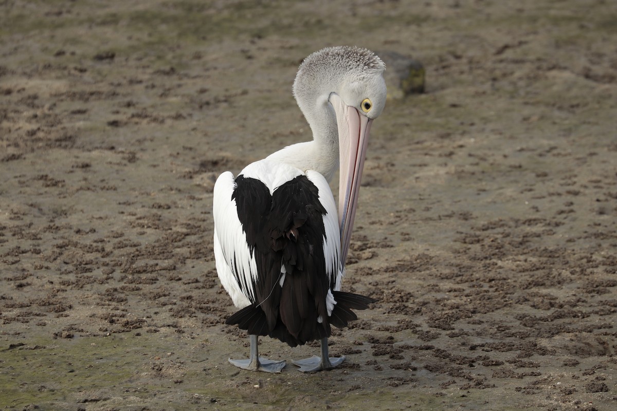 pelikán australský - ML608914709