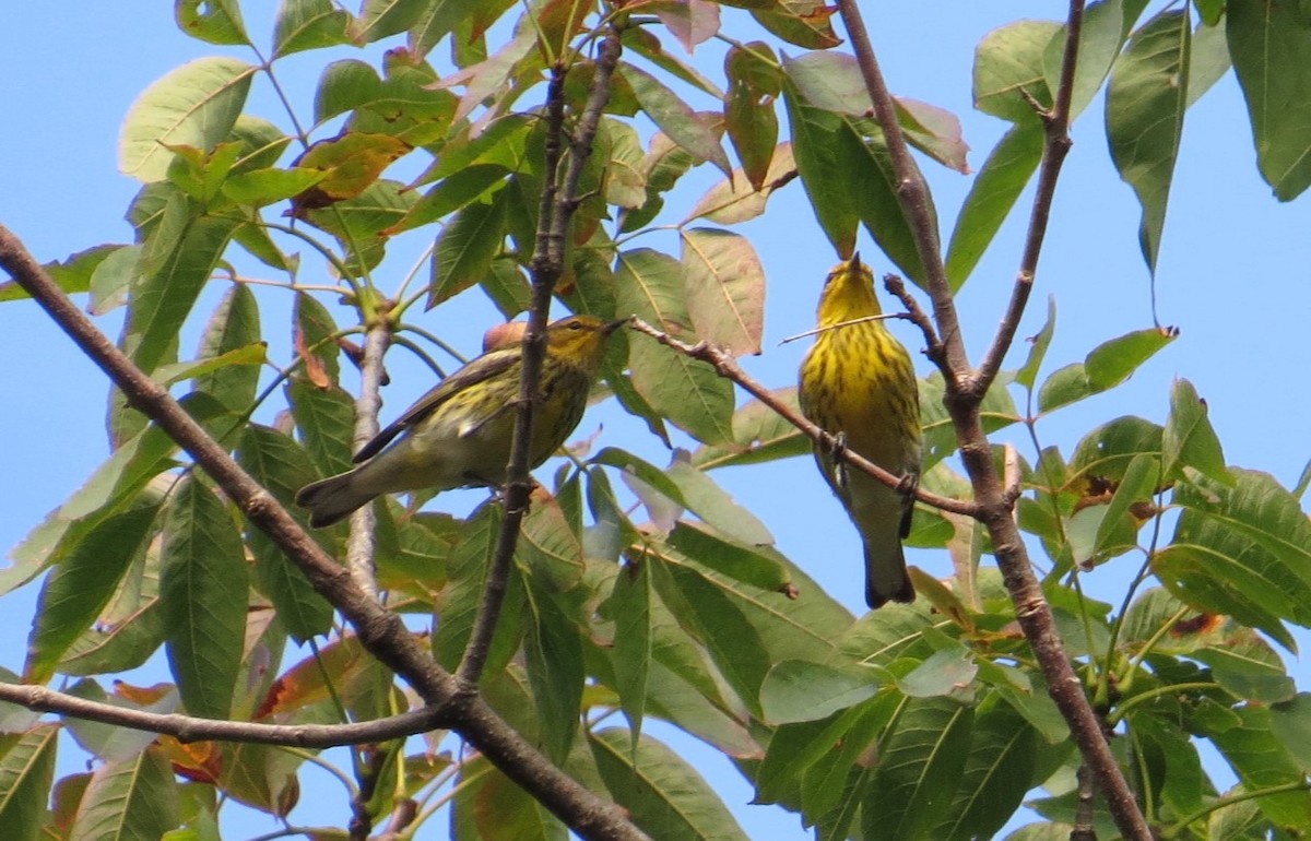 Cape May Warbler - ML608914784
