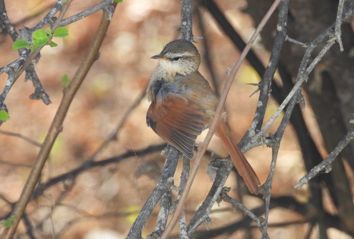 Necklaced Spinetail - ML608914887