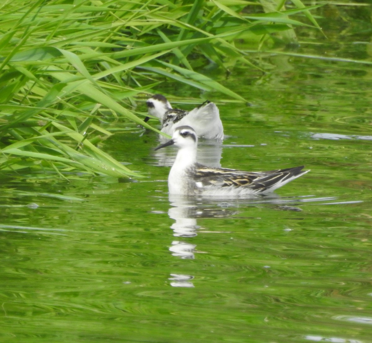 eBird Checklist 16 Sep 2023 BaieduFebvre (station d'épuration