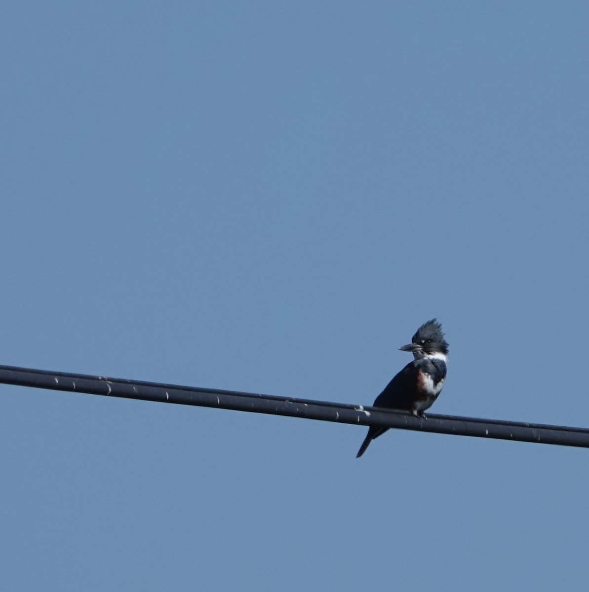 Belted Kingfisher - ML608916182