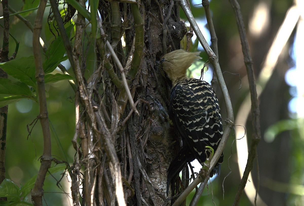 Blond-crested Woodpecker - ML608916728