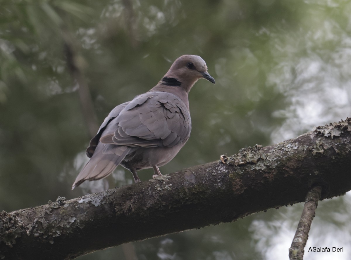 Red-eyed Dove - ML608916981