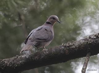 Red-eyed Dove, ML608916981