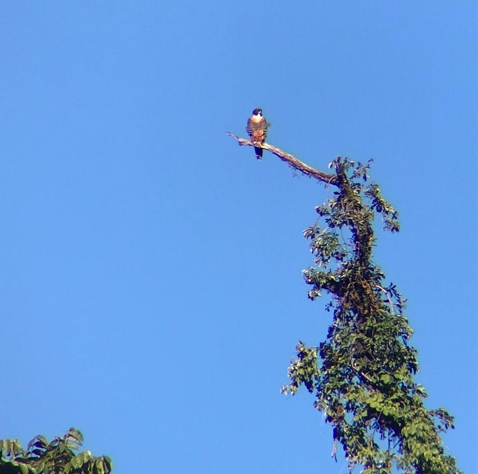Orange-breasted Falcon - ML608917079