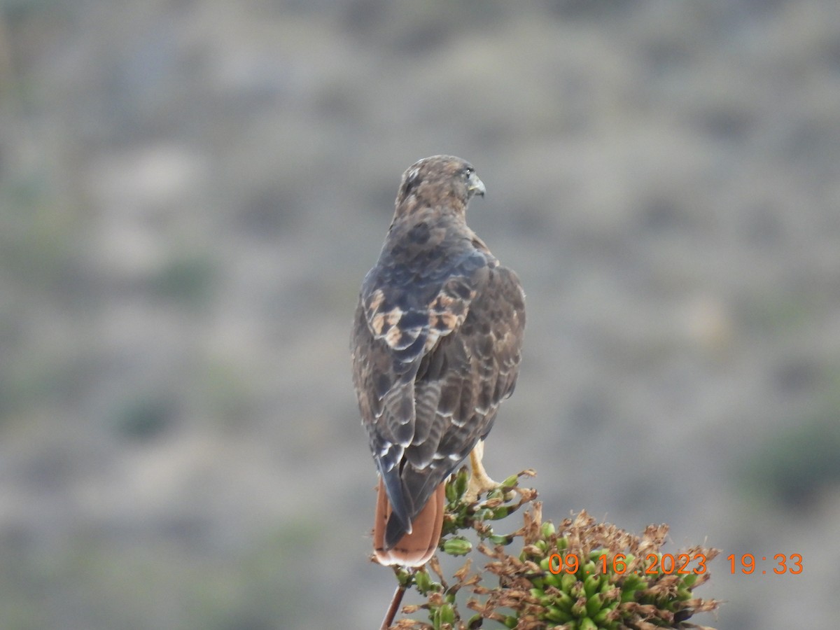 Red-tailed Hawk - joe faulkner