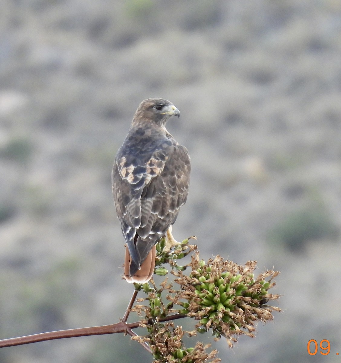 Red-tailed Hawk - ML608917095