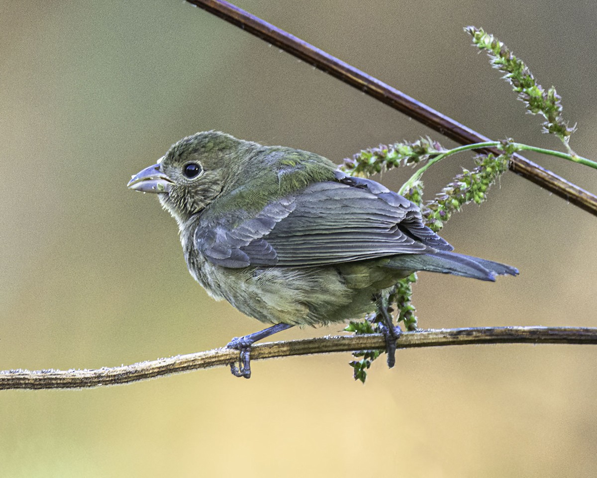 Painted Bunting - ML608917171
