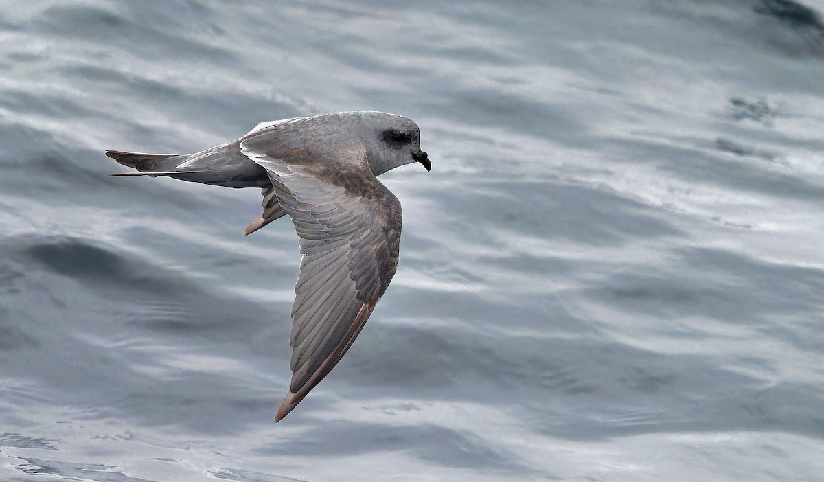 Fork-tailed Storm-Petrel - ML608917287