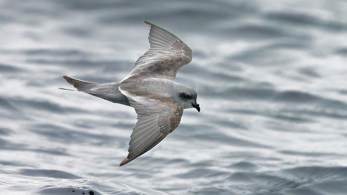 Fork-tailed Storm-Petrel - ML608917288