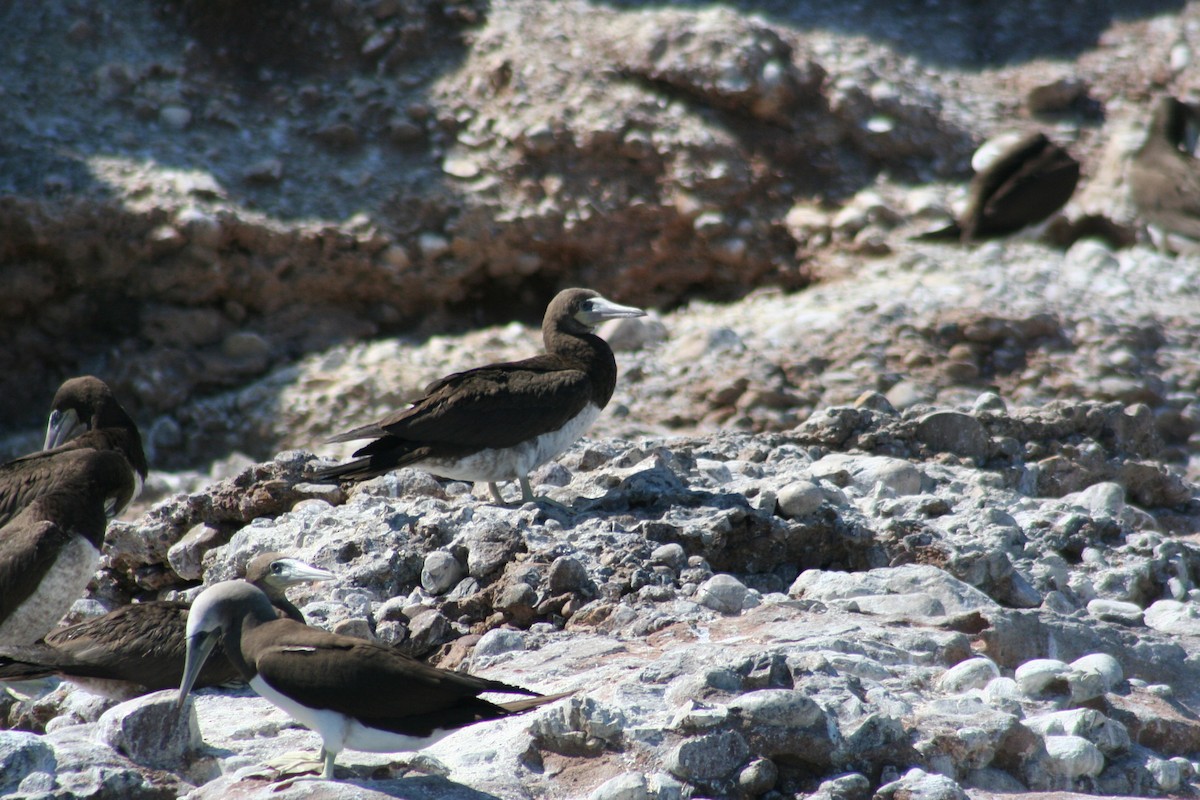 Brown Booby - ML608917730