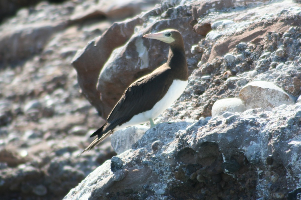 Brown Booby - ML608917731