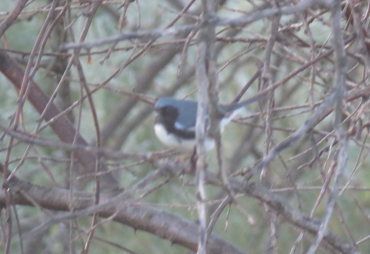 Black-throated Blue Warbler - ML608918306