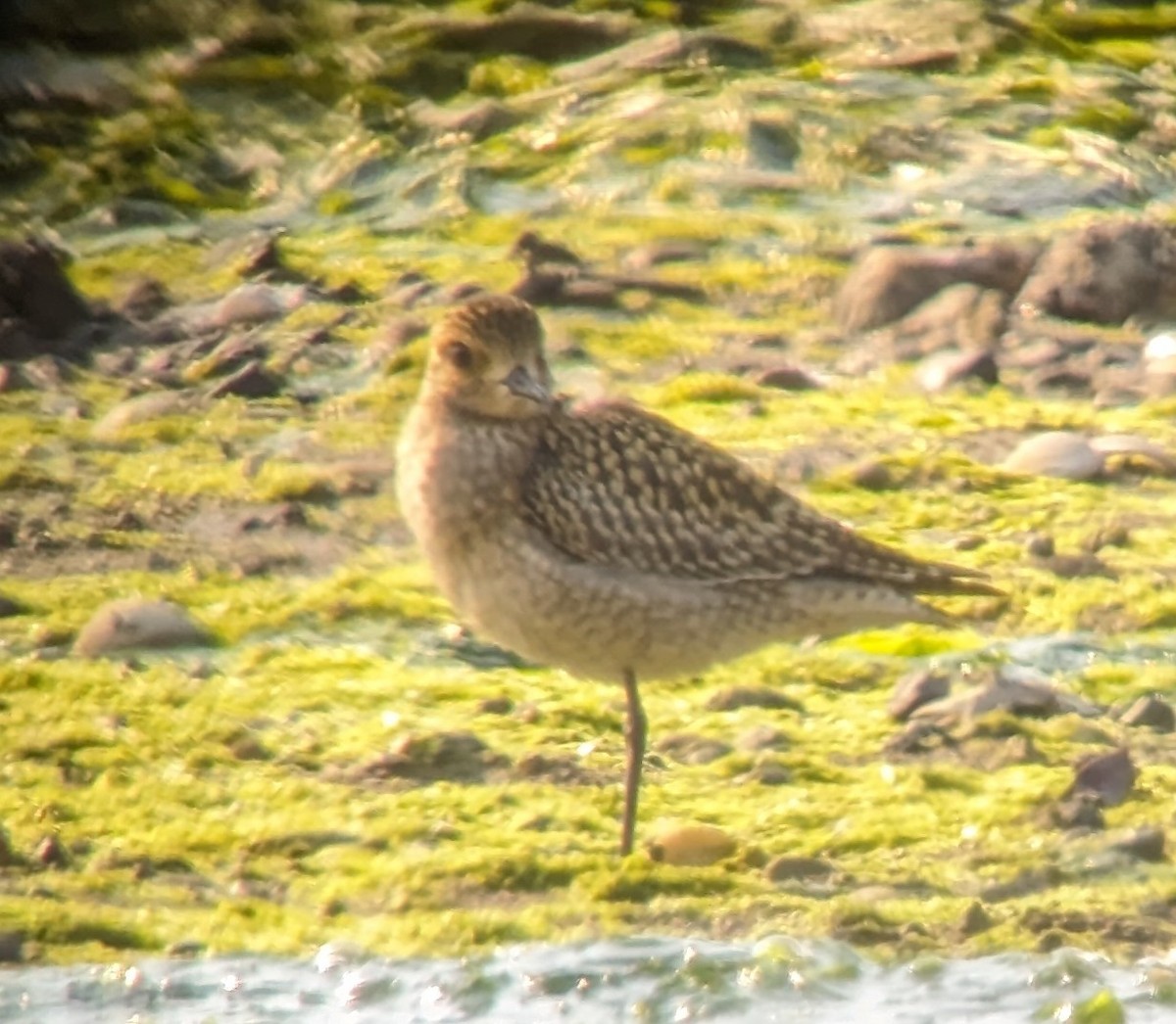 Ebird Checklist Sep False Bay Species Other Taxa