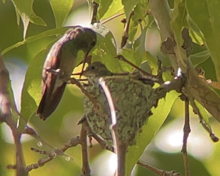 beryllkolibri - ML608918834