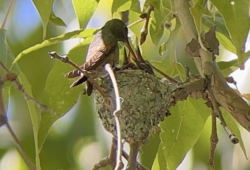 Berylline Hummingbird - ML608918835