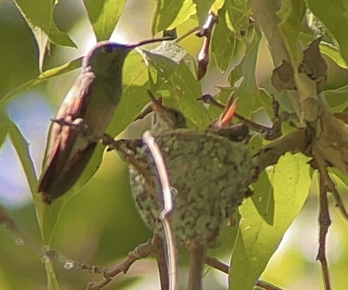Berylline Hummingbird - ML608918838