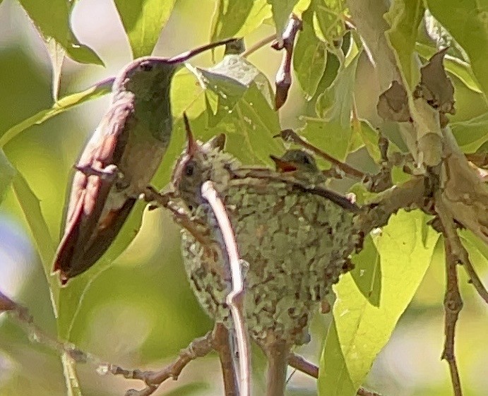 beryllkolibri - ML608918839