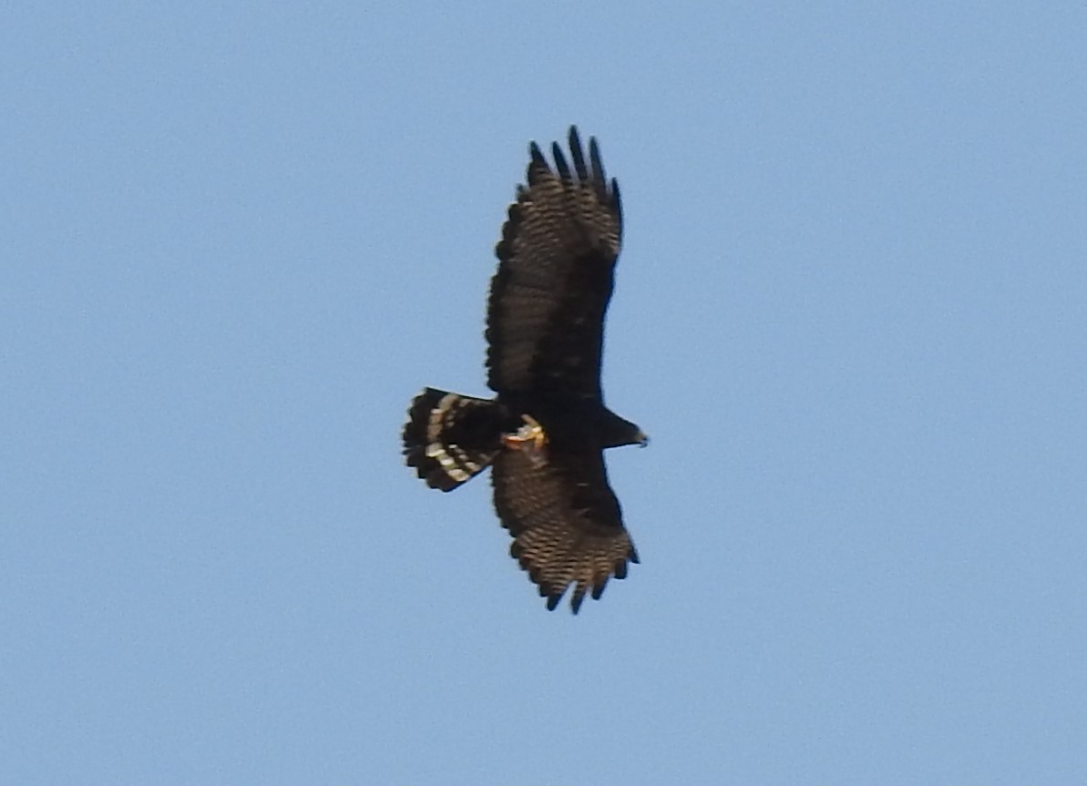 Zone-tailed Hawk - ML608919006