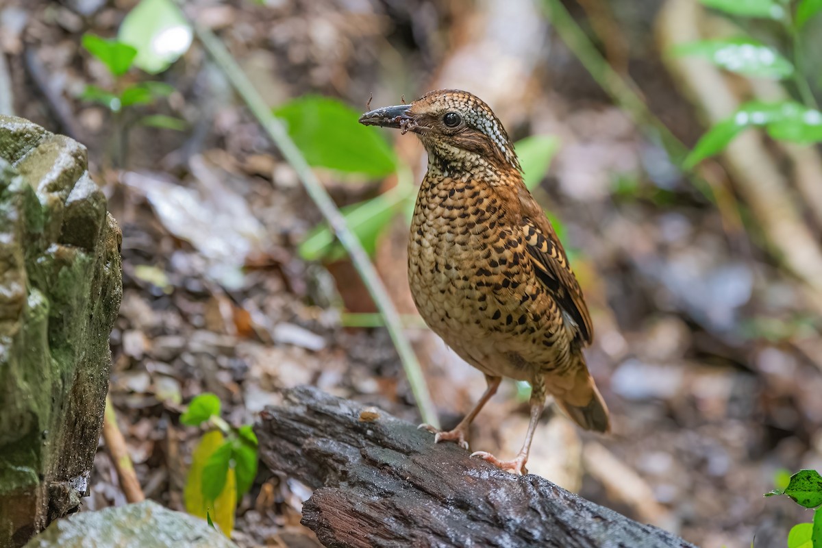 Eared Pitta - ML608919035