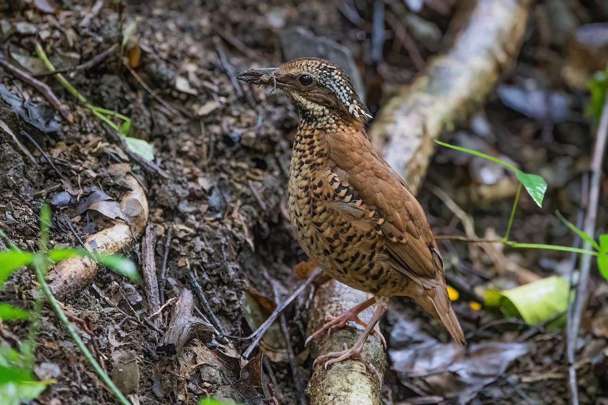 Eared Pitta - ML608919040