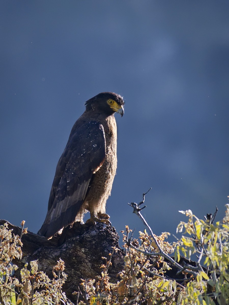 Crested Serpent-Eagle - ML608919500