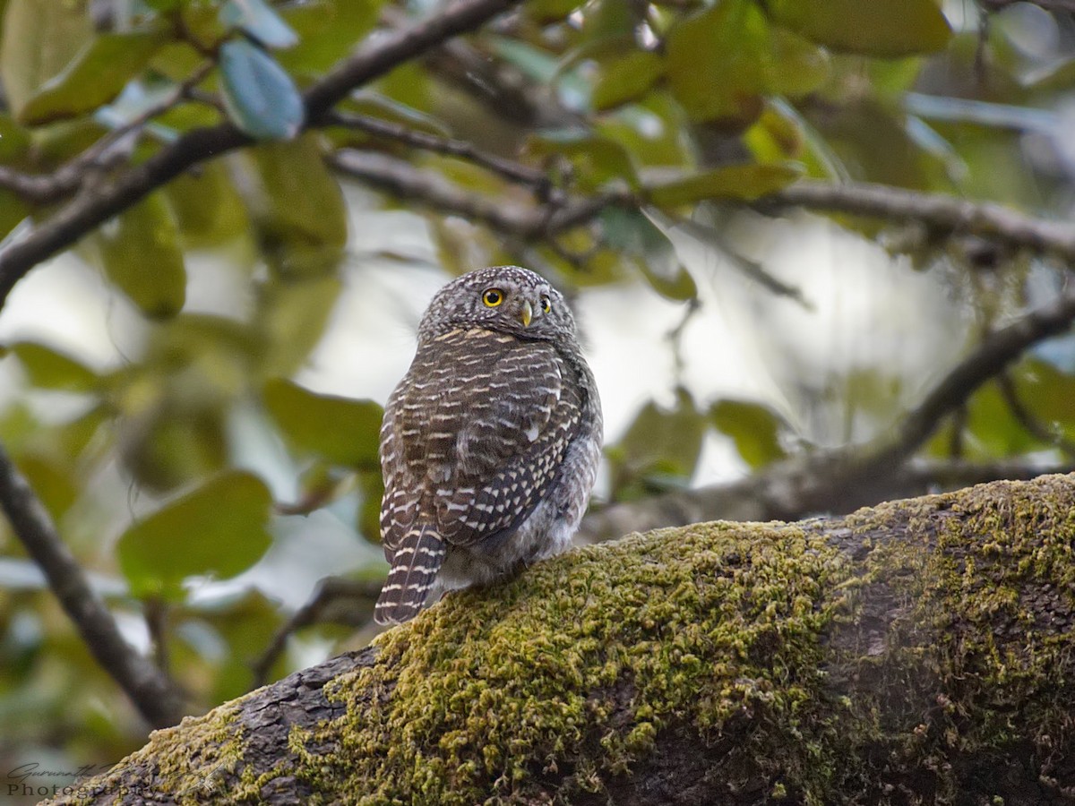 Collared Owlet - ML608919515