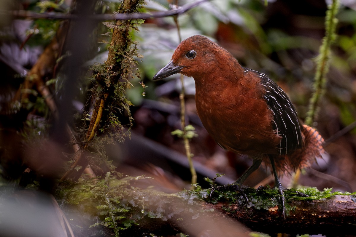 White-striped Forest Rail - Phil Chaon