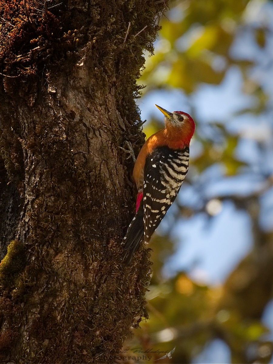 Rufous-bellied Woodpecker - ML608919659