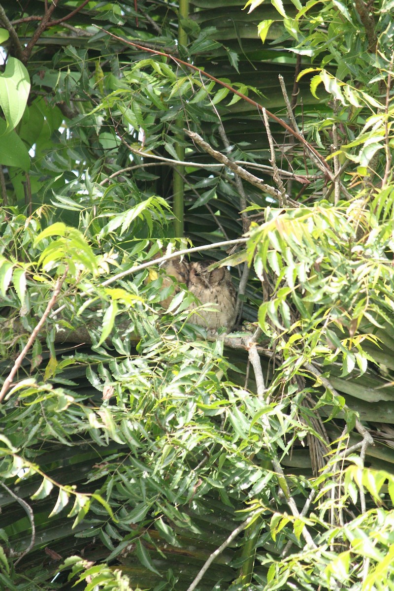 Indian Scops-Owl - ML608919938
