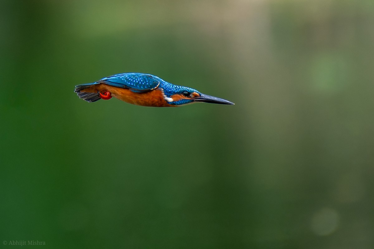 Common Kingfisher - ML608920736