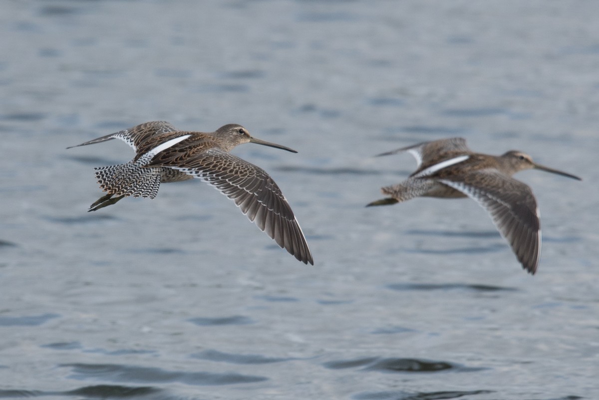 Long-billed Dowitcher - ML608921116