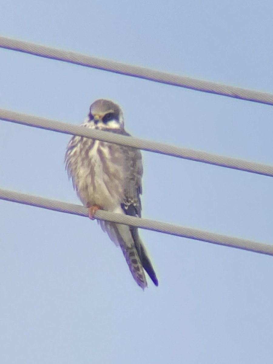 Red-footed Falcon - ML608921205