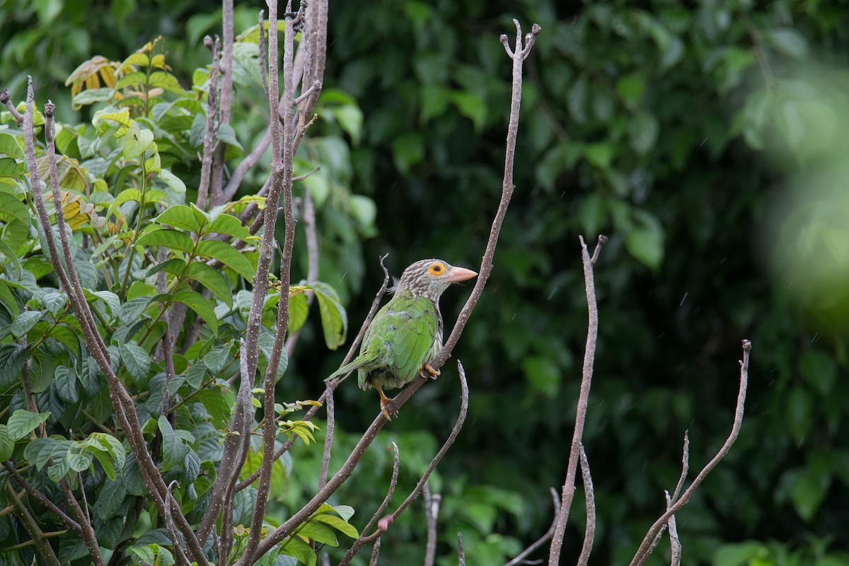 Lineated Barbet - ML608921393