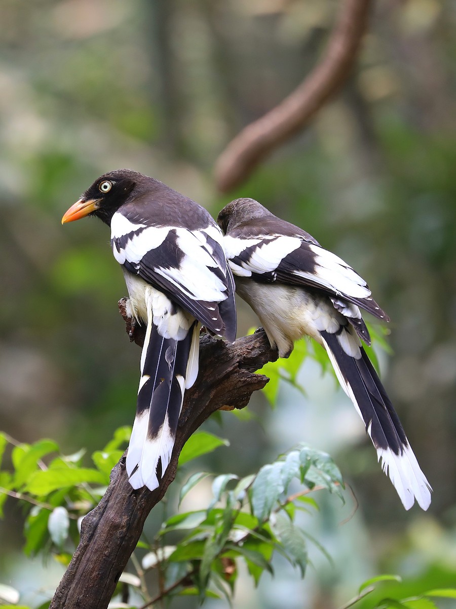 White-winged Magpie - ML608921427