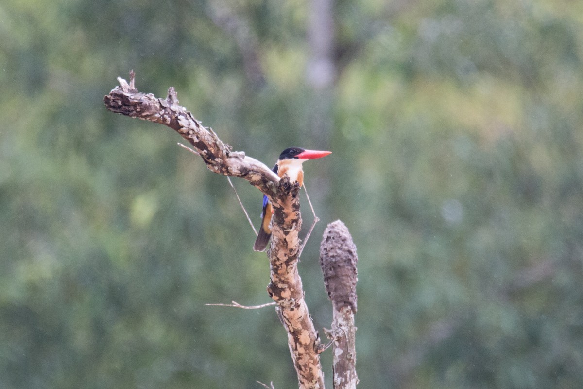 Black-capped Kingfisher - Akekachoke Buranaanun