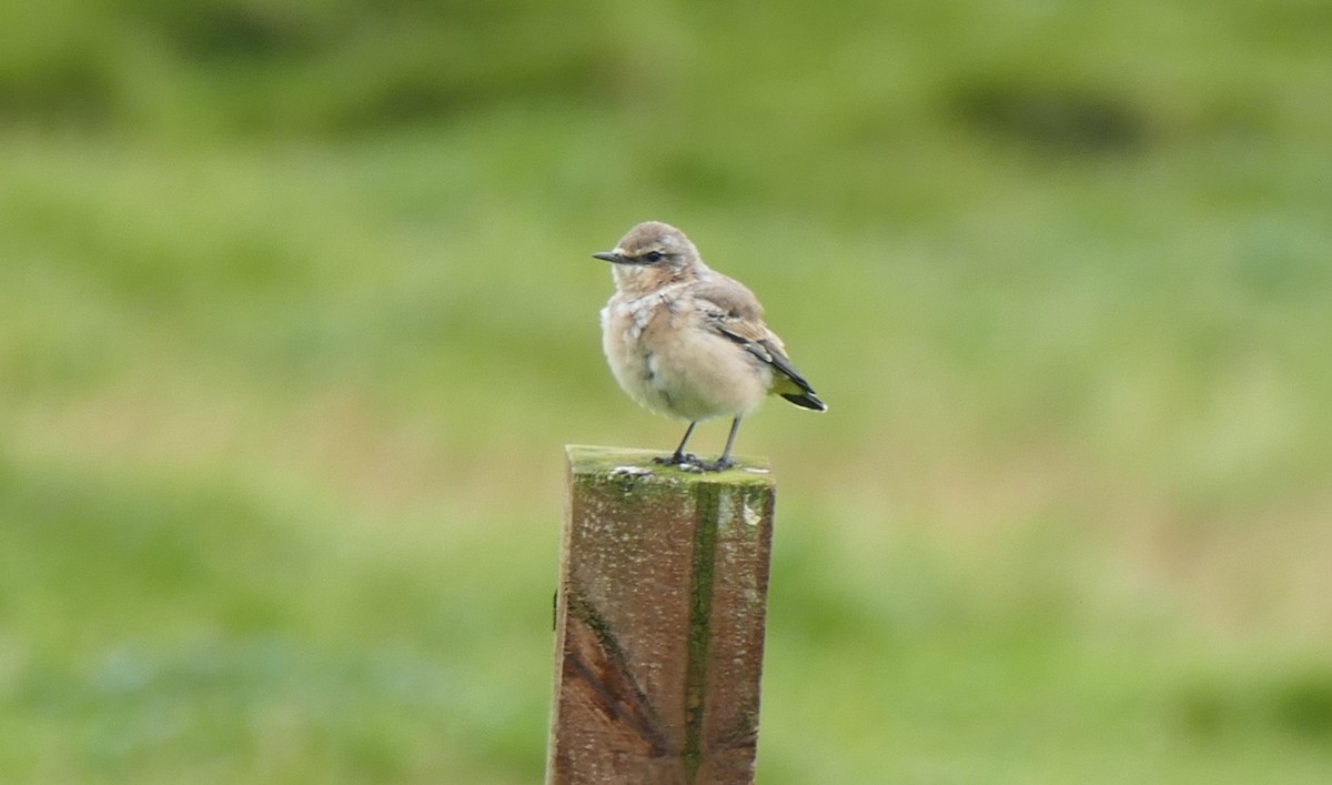 Whinchat - ML608921517