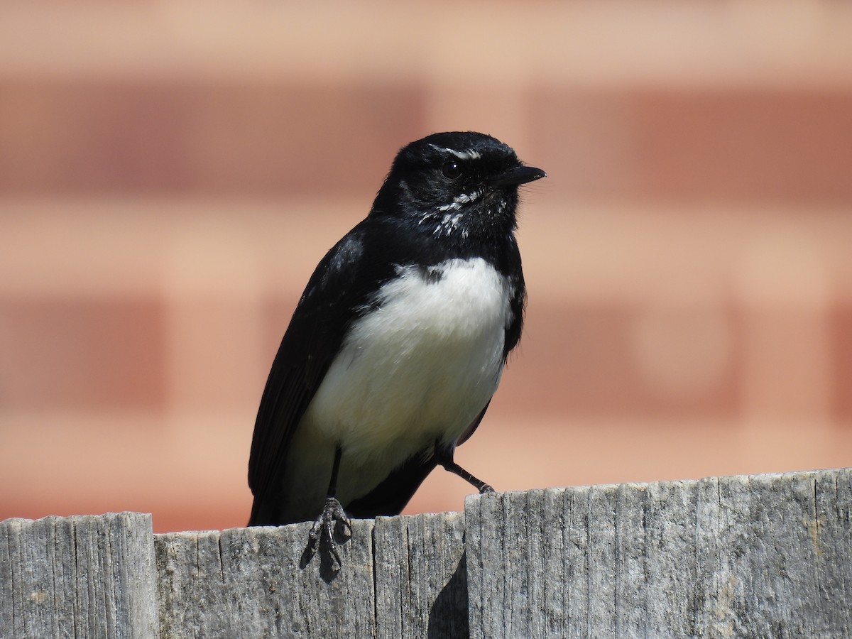 Willie-wagtail - ML608921610
