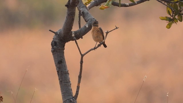 African Stonechat - ML608921848