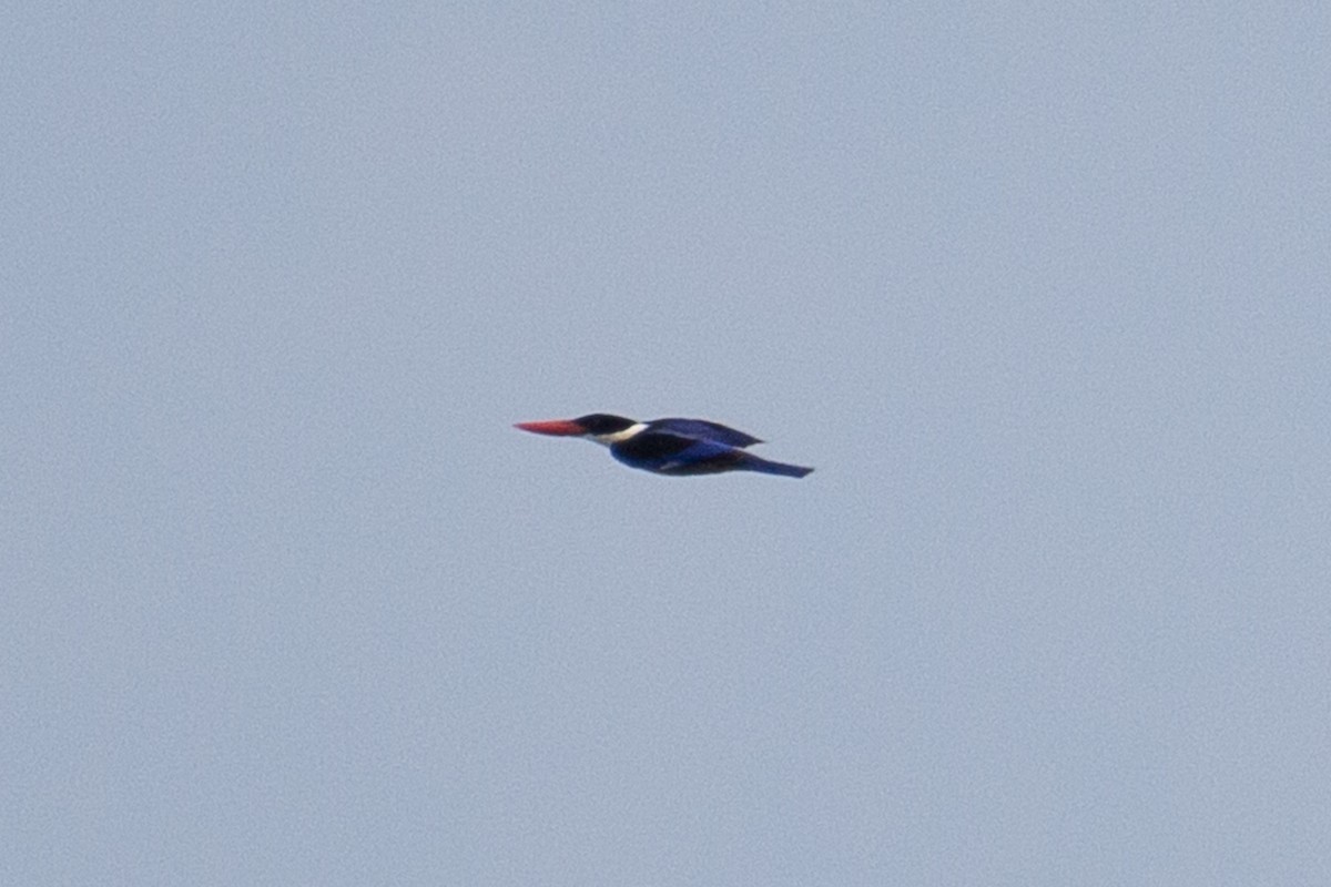 Black-capped Kingfisher - ML608921860