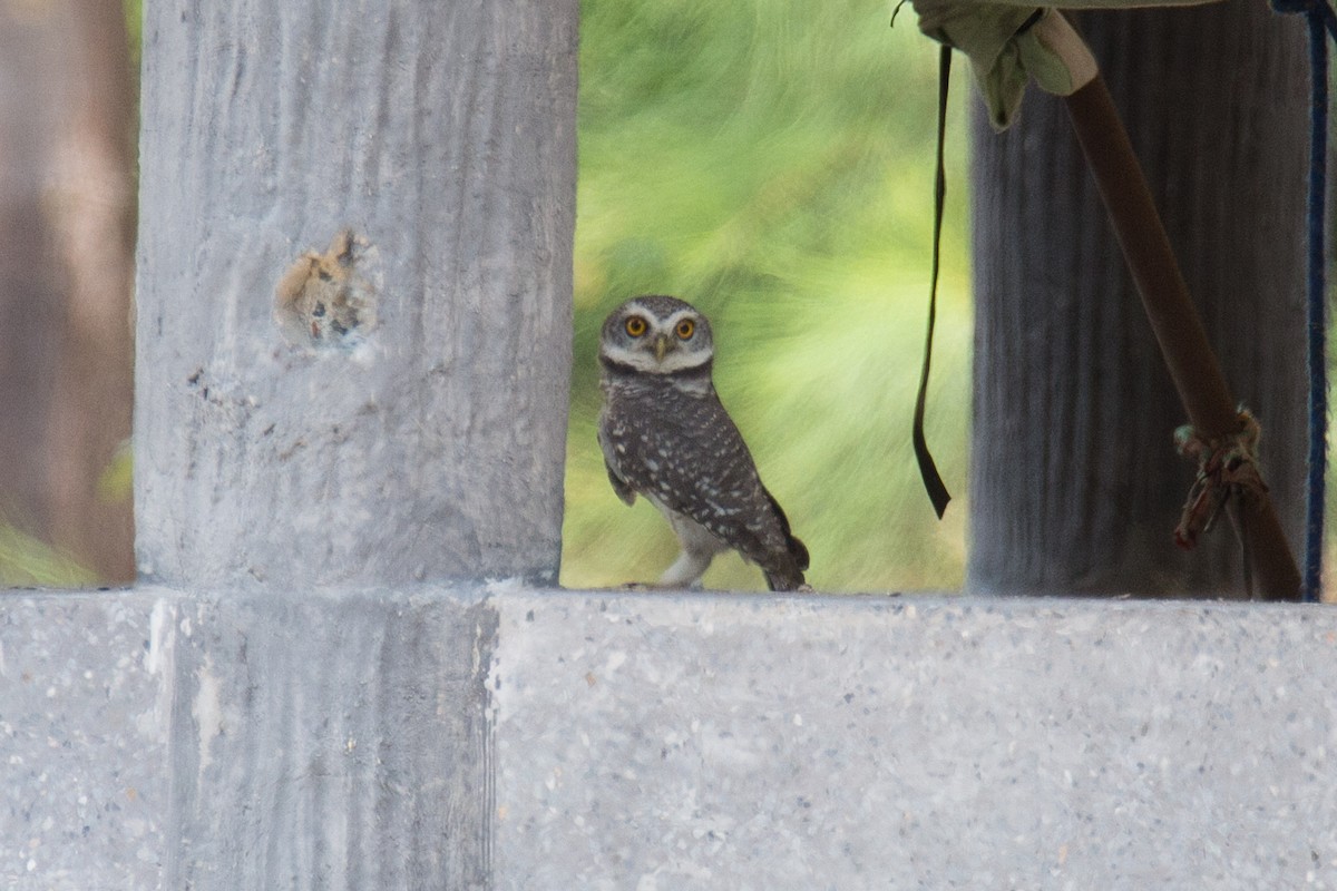 Spotted Owlet - ML608921864