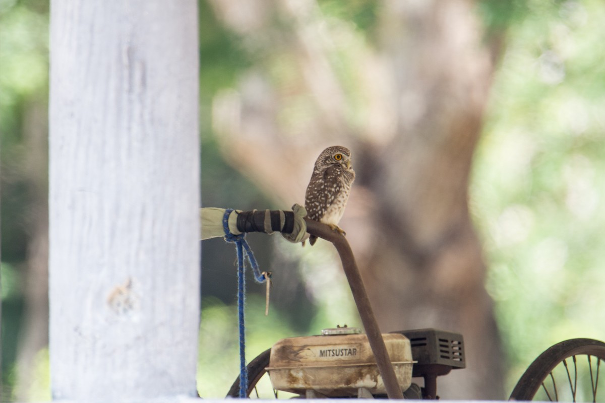 Spotted Owlet - ML608921867