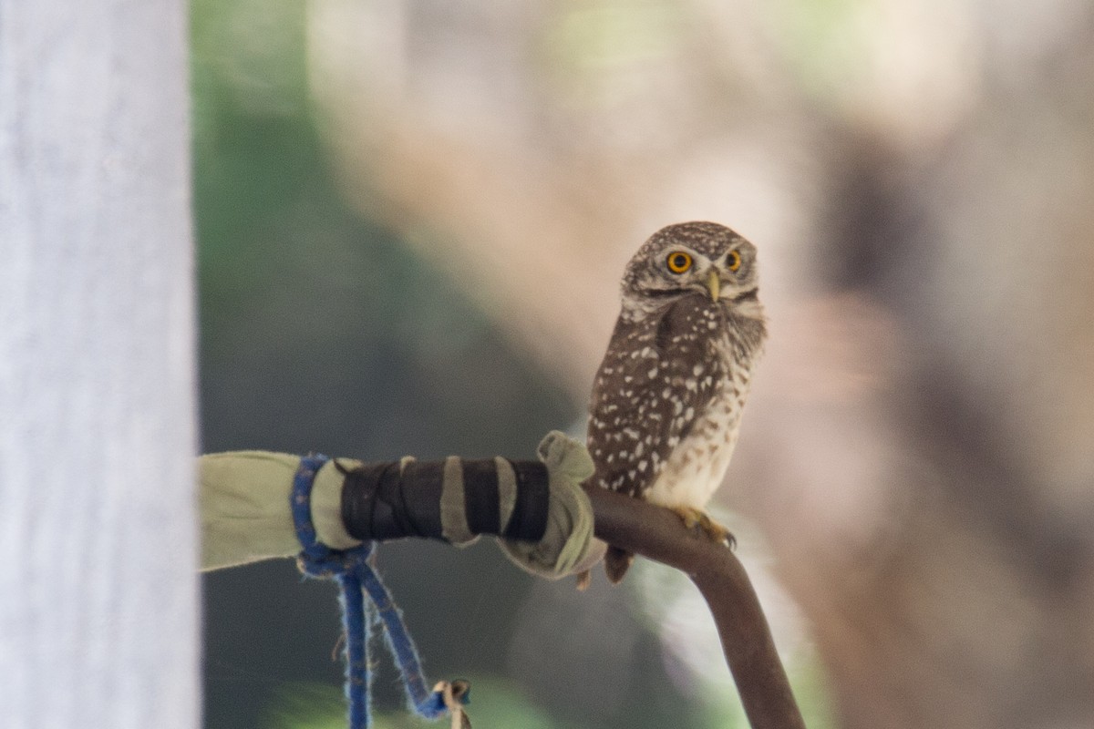 Spotted Owlet - ML608921868
