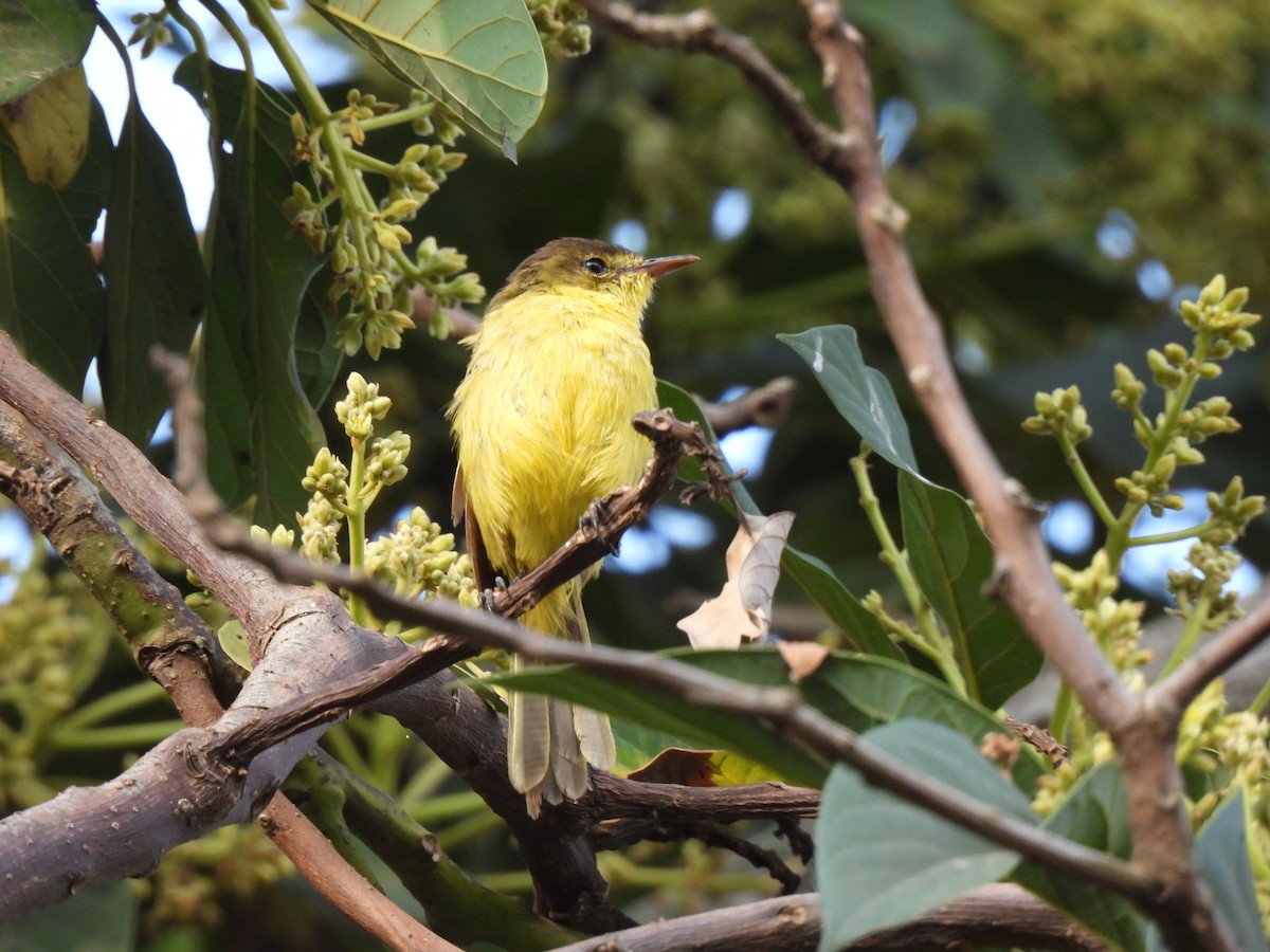 African Yellow-Warbler - Adarsh Nagda